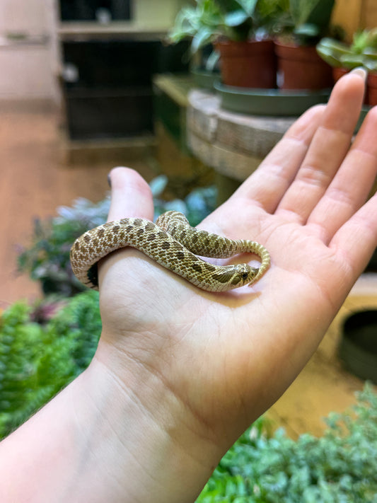 CB Western Hognose - Heterodon nasicus