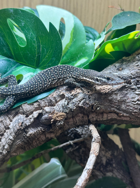 Spotted Tree Monitor - Varanus timorensis