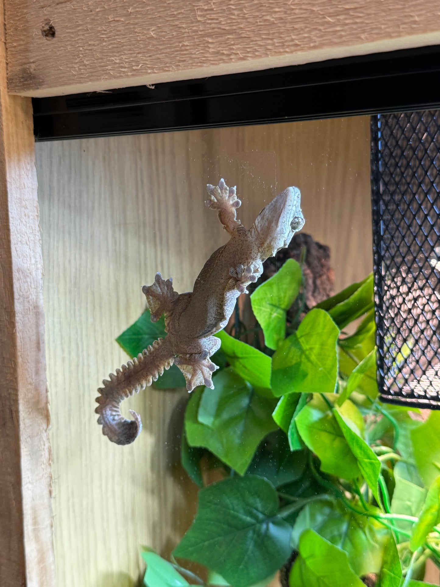 Kuhl's Flying Gecko (Female)