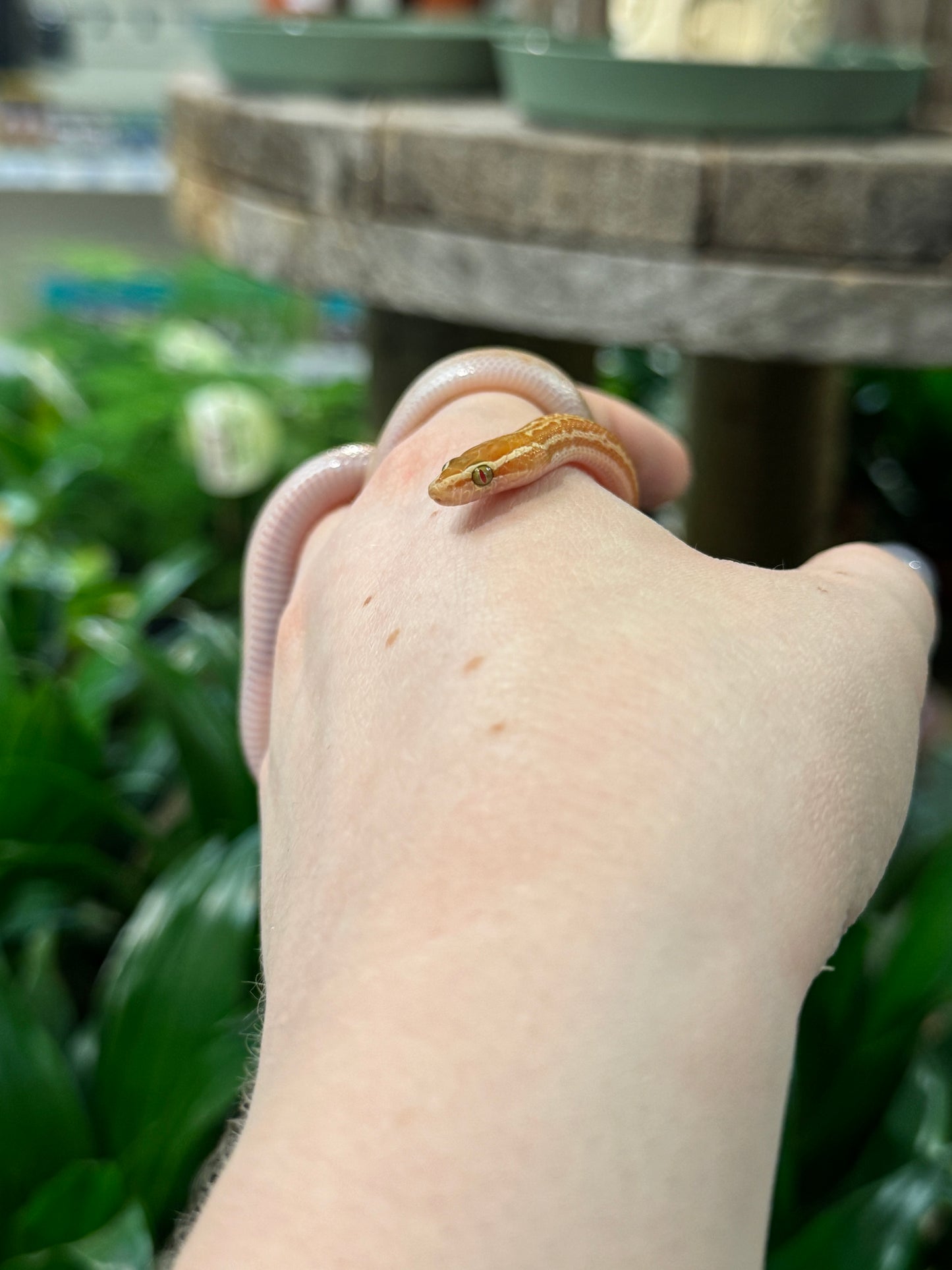 CB African House Snake (T+ Albino) - Boaedon fuliginosus (Female)