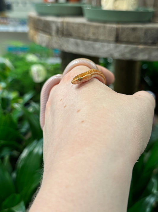 CB African House Snake (T+ Albino) - Boaedon fuliginosus (Female)
