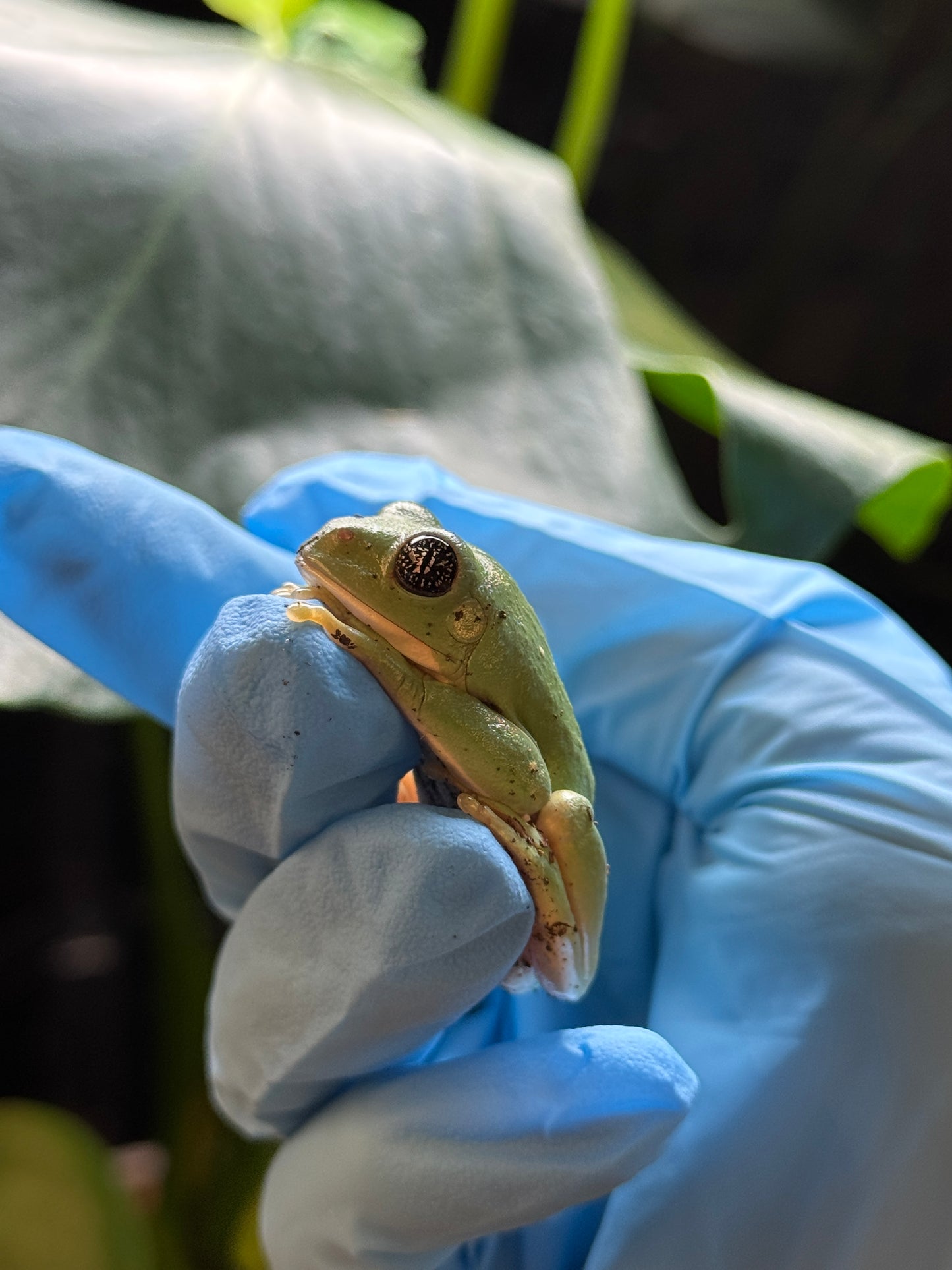 CB25 Giant Mexican Leaf Frog- Agalychnis dacnicolor
