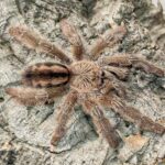 Iridopelma hirsutum - Amazon Ribbed Tree Spider (1-2cm)