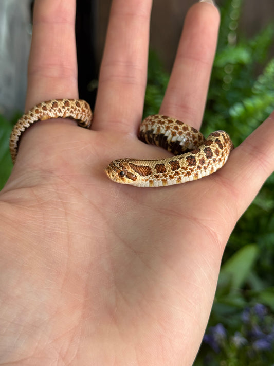 CB Western Hognose (Possible het PPA) - Heterodon nasicus