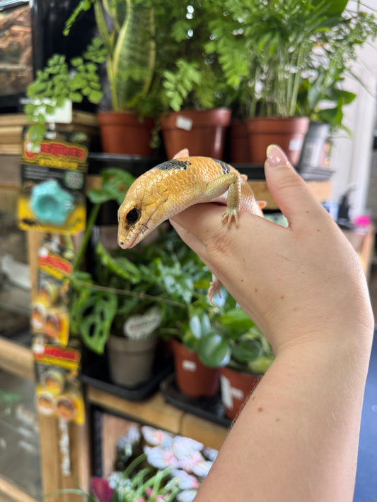 LTC Peters Banded Skink - Scincopus fasciatus