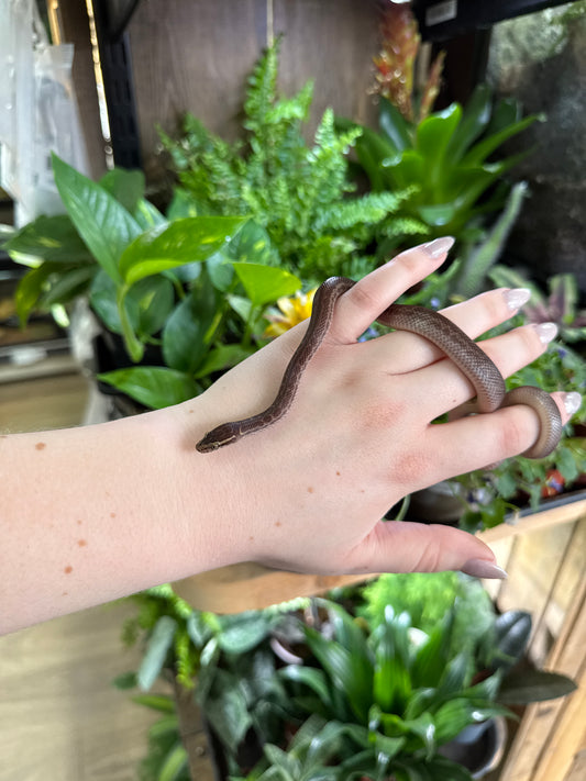 CB African House Snake (het T+) - Boaedon fuliginosus (Female)