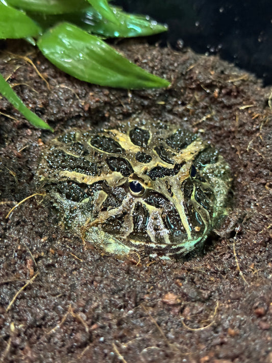 CB25 Pacman Frog (Coffee) - Ceratophrys cranwelli