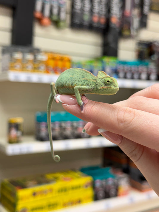 Low Pied Yemen Chameleon - Chamaeleo calyptratus