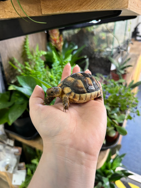 CB24 Marginated Tortoise - Testudo marginata