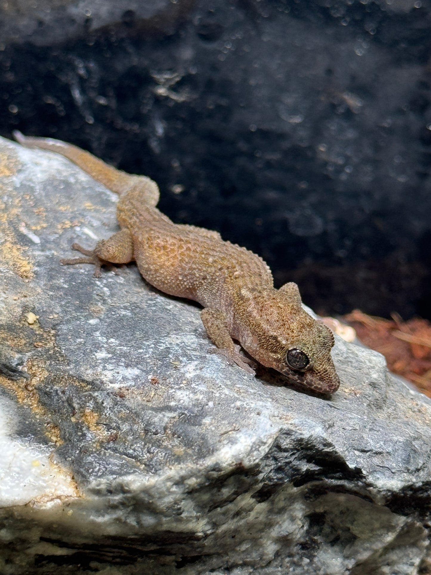 WC Khao Ebid Leaf- Toed Geckos (Pair)