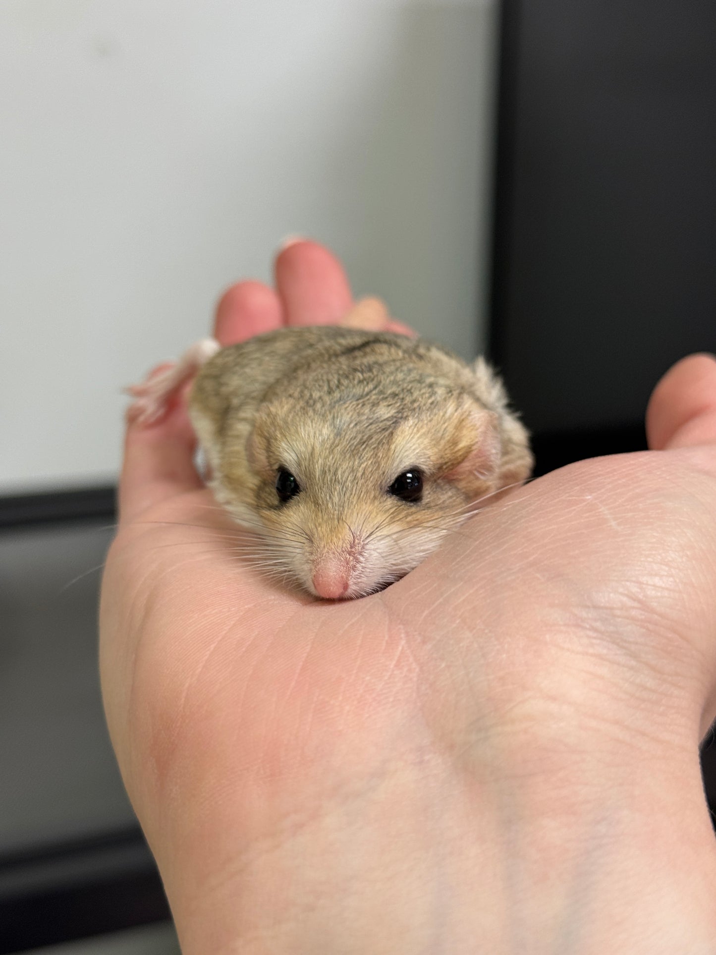 Duprasi Gerbil (Fat Tailed Gerbil) (Female)