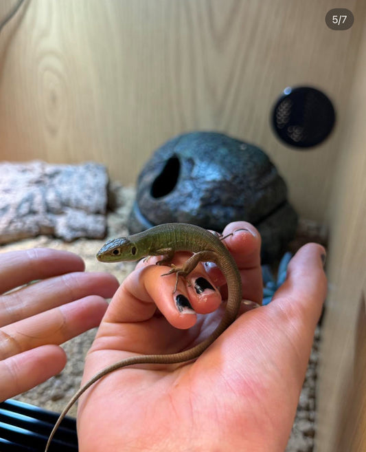 CB Western European Green Lizard- Lacerta billineata