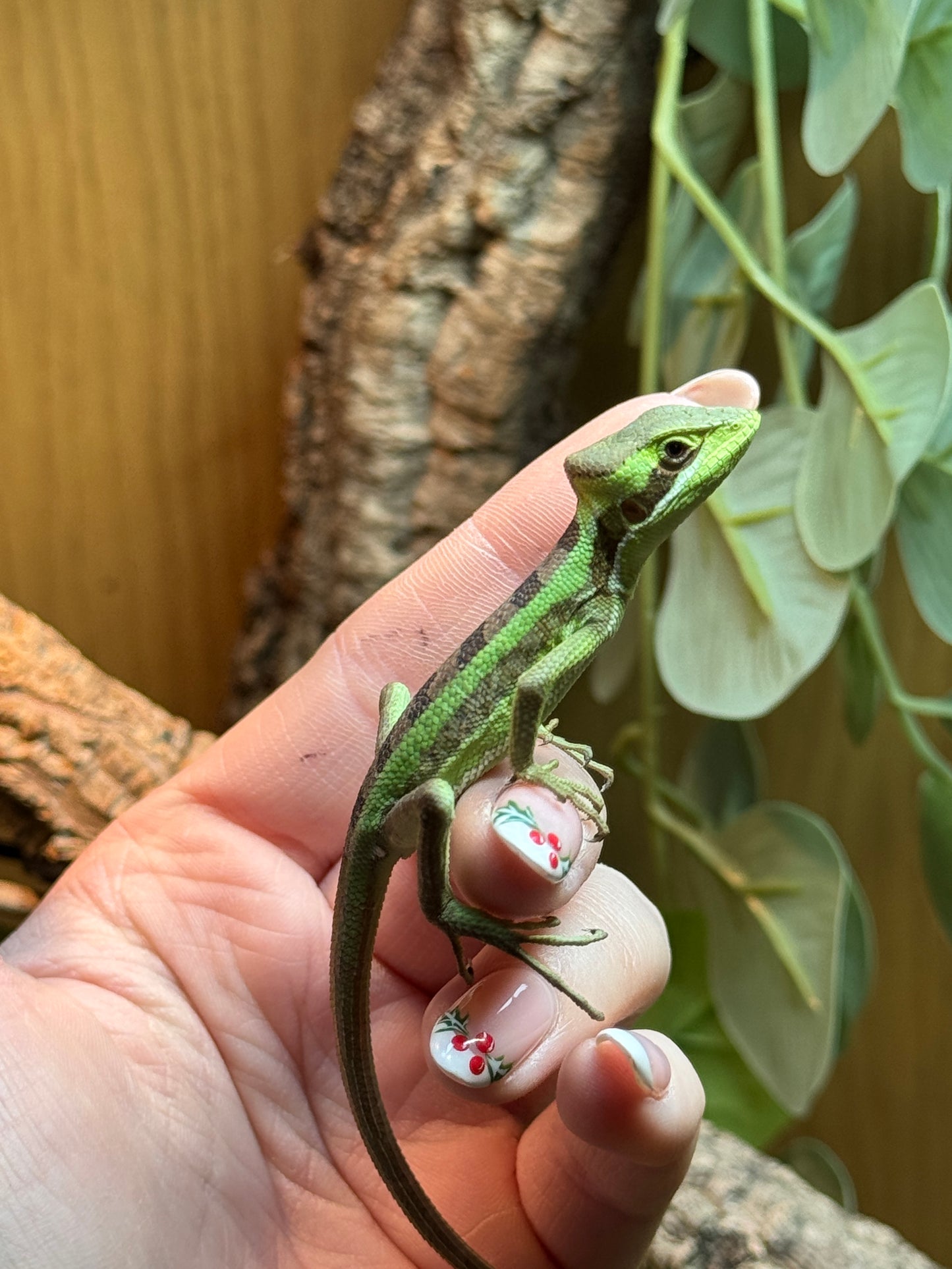 Eastern Casquehead Iguana