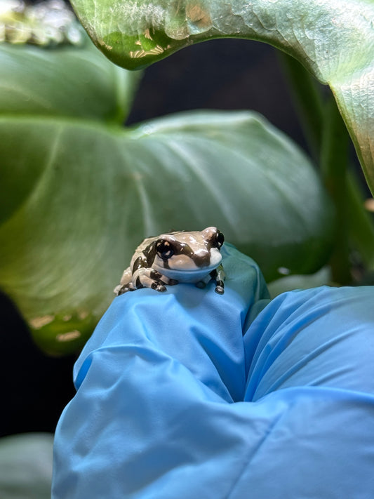 CB25 Amazon Milk Frogs- Trachyceohalus resinifictrix