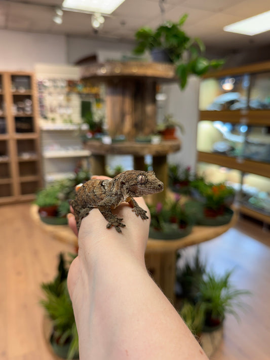 CB25 Mainland Mossy Gecko- Mniarogekko chahoua