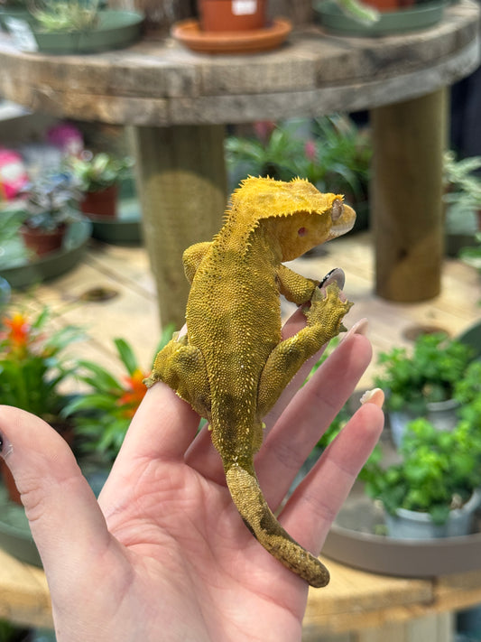 Crested Gecko (Adult) - Correllophus cilliatus