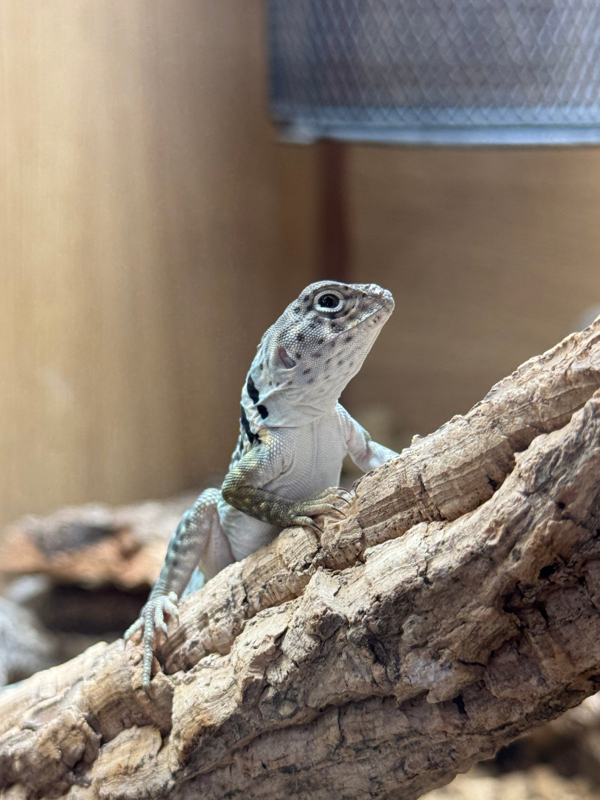 CB25 Eastern Collared Lizard - Male (Crotaphytus collaris)