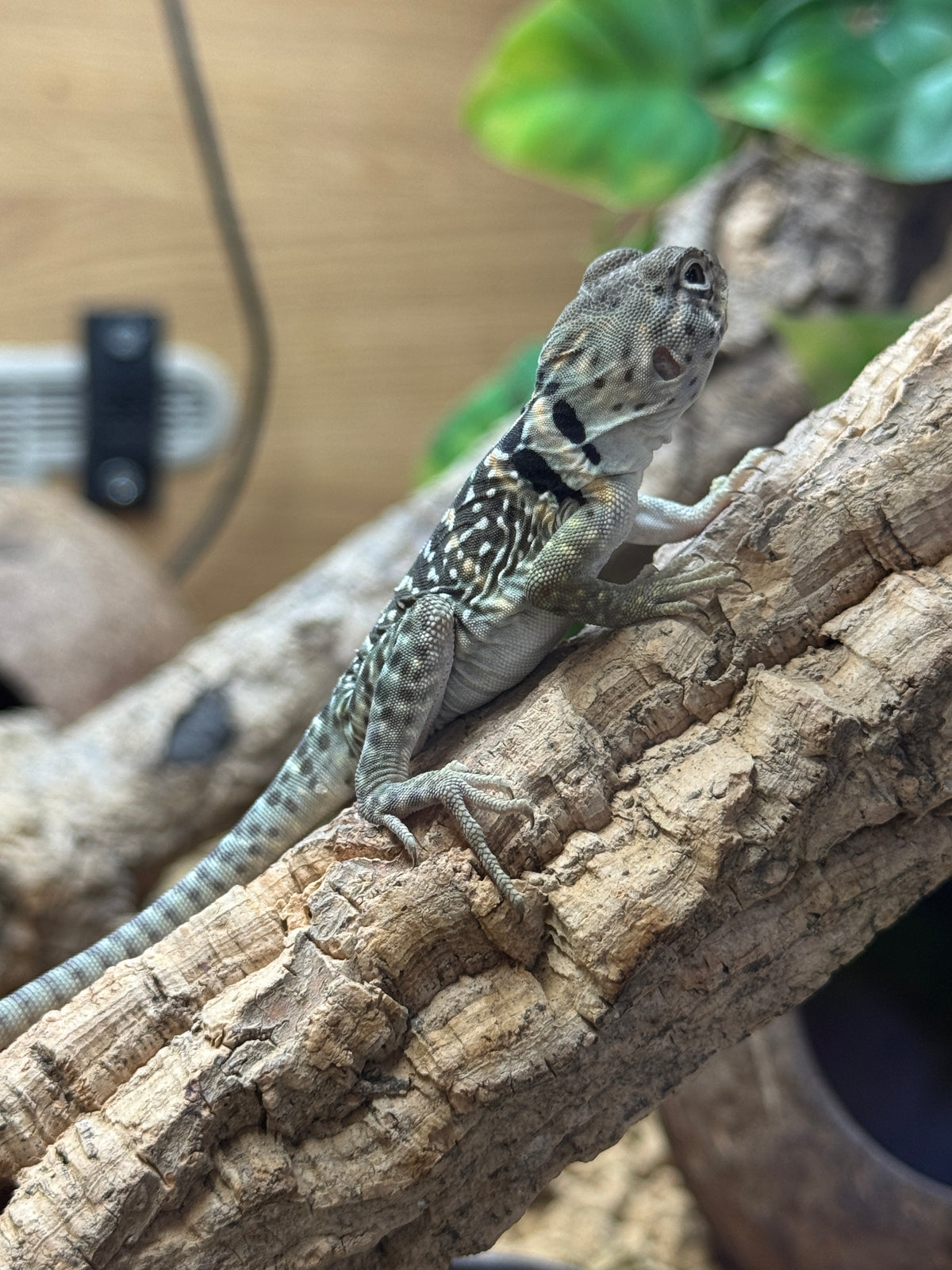 CB25 Eastern Collared Lizard - Male (Crotaphytus collaris)