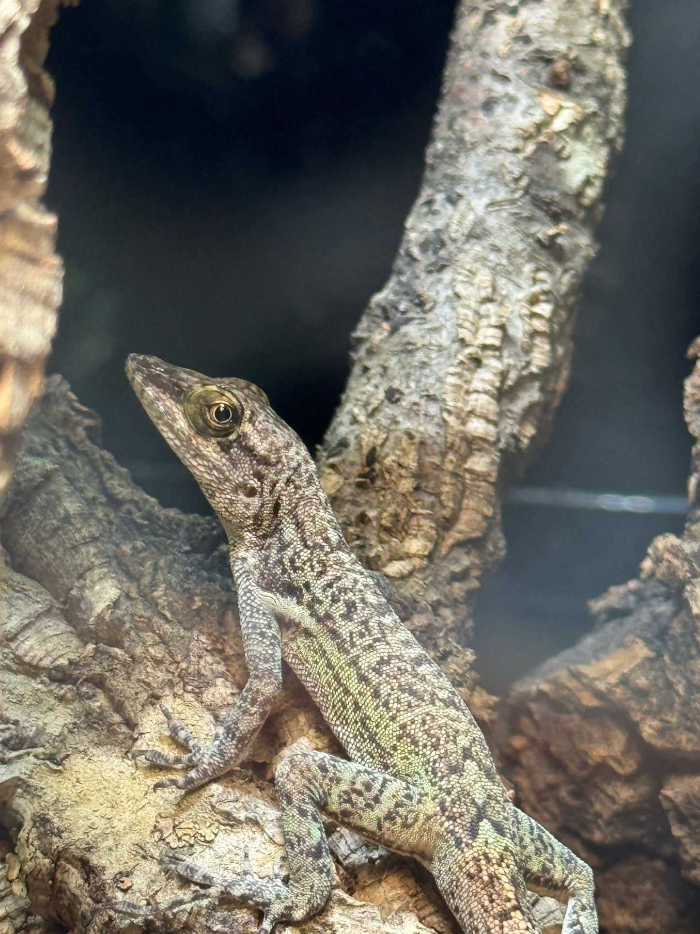 Panther Anole - Male