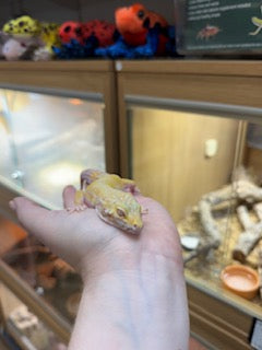 CB22 Bell Albino Sunglow 66% het Marble Eye Leopard Gecko (Female) - Eublepharis macularius