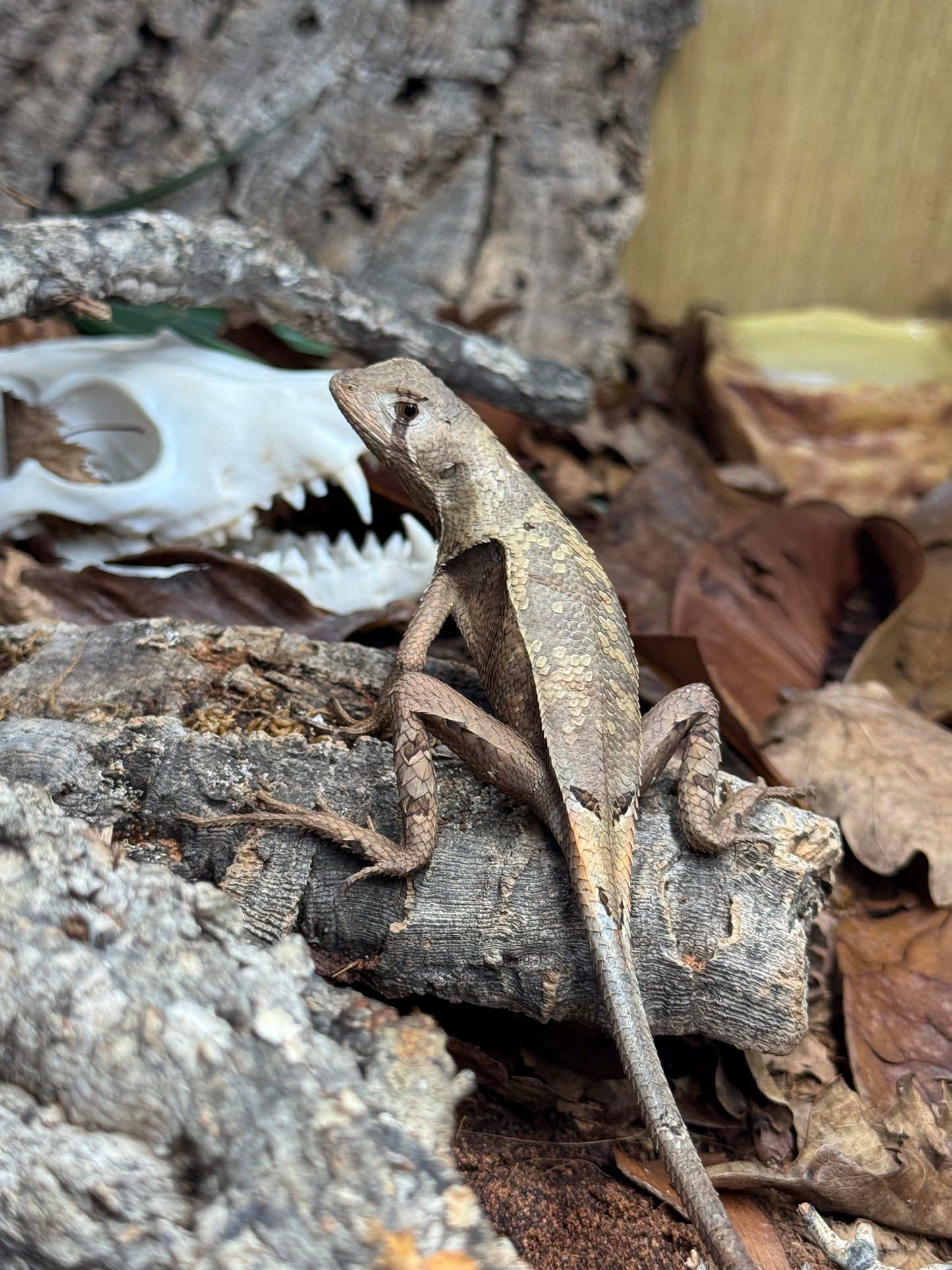 LTC Peruvian Dead Leaf Lizard - Stenocercus fimbriatus