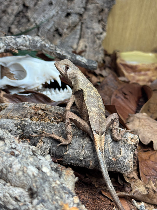 LTC Peruvian Dead Leaf Lizard - Stenocercus fimbriatus