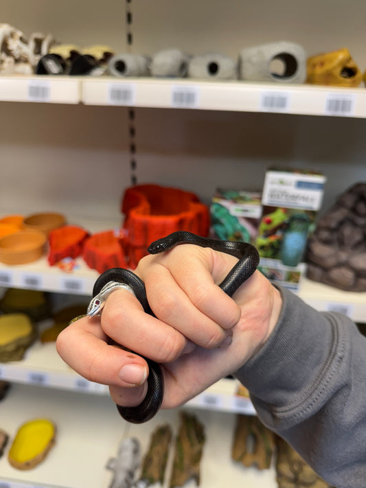 CB25  Male Mexican Black King Snake