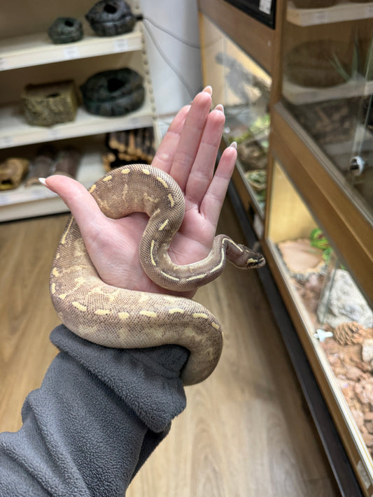 Freeway Royal Python (Female) - Python Regius