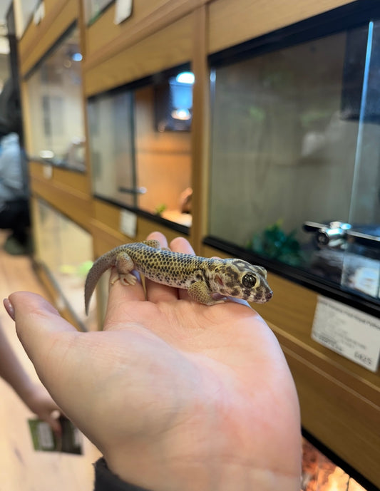 CB Frog Eyed Gecko Pair