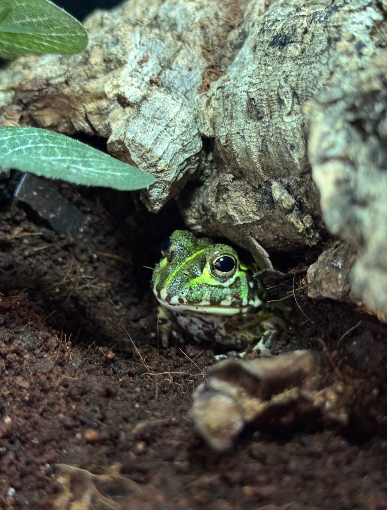 African Bullfrog- Pyxicephalus adspersus