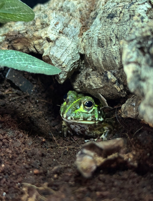 African Bullfrog- Pyxicephalus adspersus