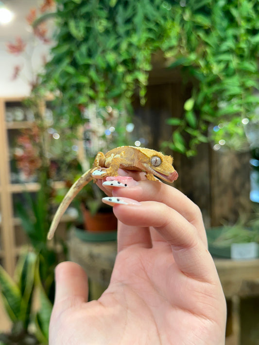 CB25 Lilly White Crested Gecko