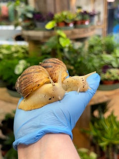 Giant African Land Snail - Achatina fulica