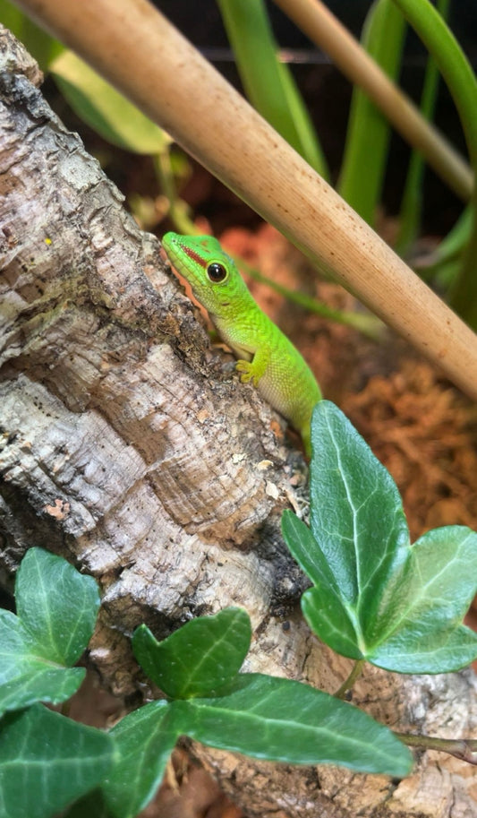 Giant Madagascan Day Gecko- Phelsuma madagascarensis grandis