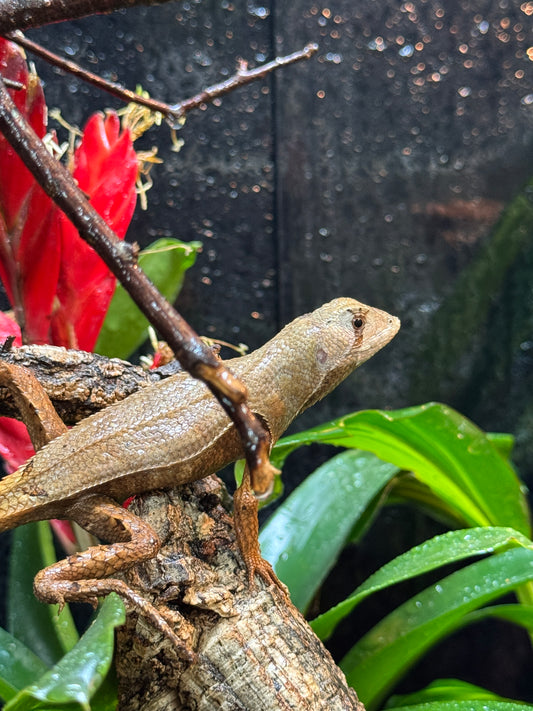 LTC Peruvian Dead Leaf Lizard - Stenocercus fimbriatus