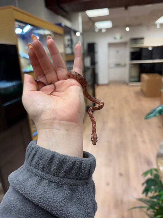 CB25 Blood Red Corn Snake - Female