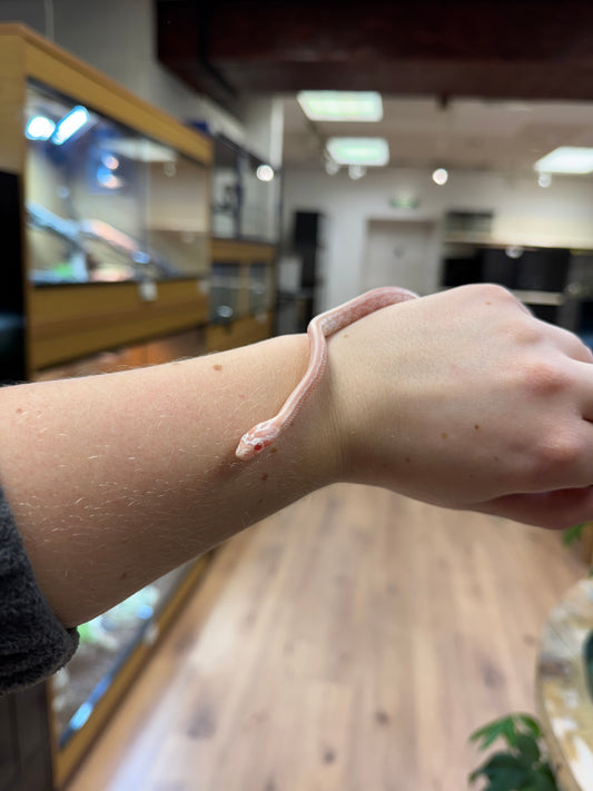 CB25 Snow Tessera Corn Snake - Male