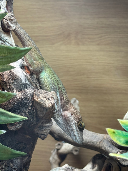 CB25 Barbuda Panther Anole (Anolis leachii)