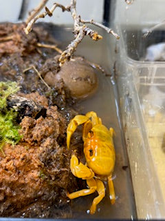 Banana Crab