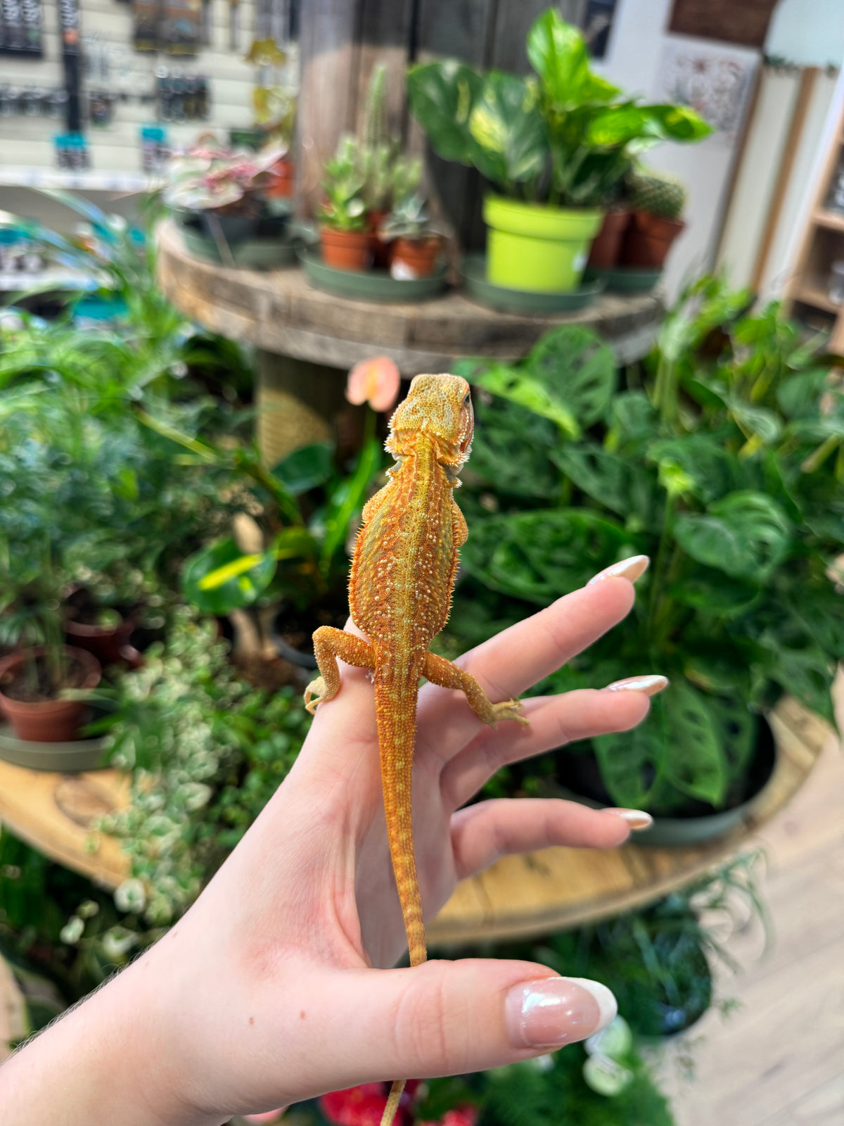 CB26 Bearded Dragon (Mixed Morphs) Pogona vitticeps