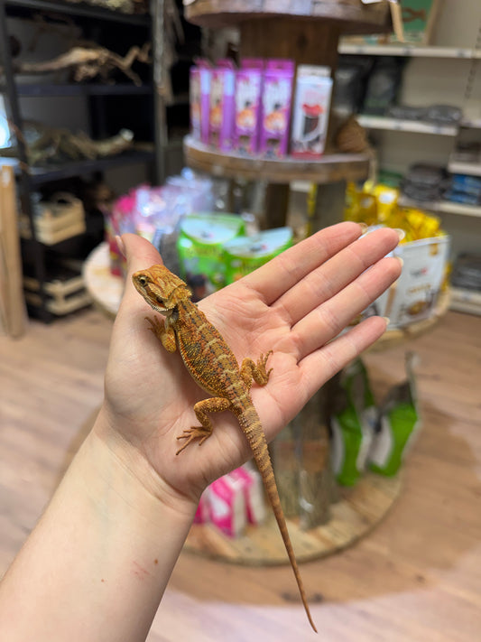 CB26 Bearded Dragon (Mixed Morphs) Pogona vitticeps