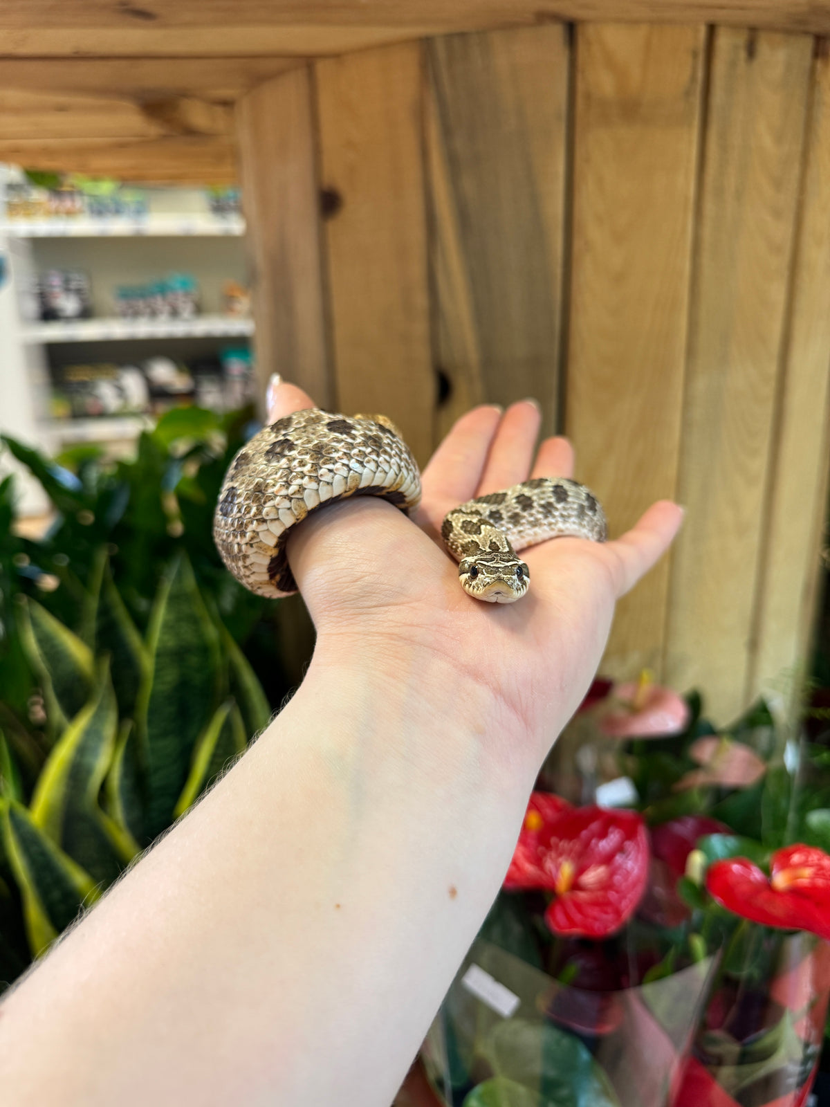 REHOMER Western Hognose - Male (Heterodon nasicus)
