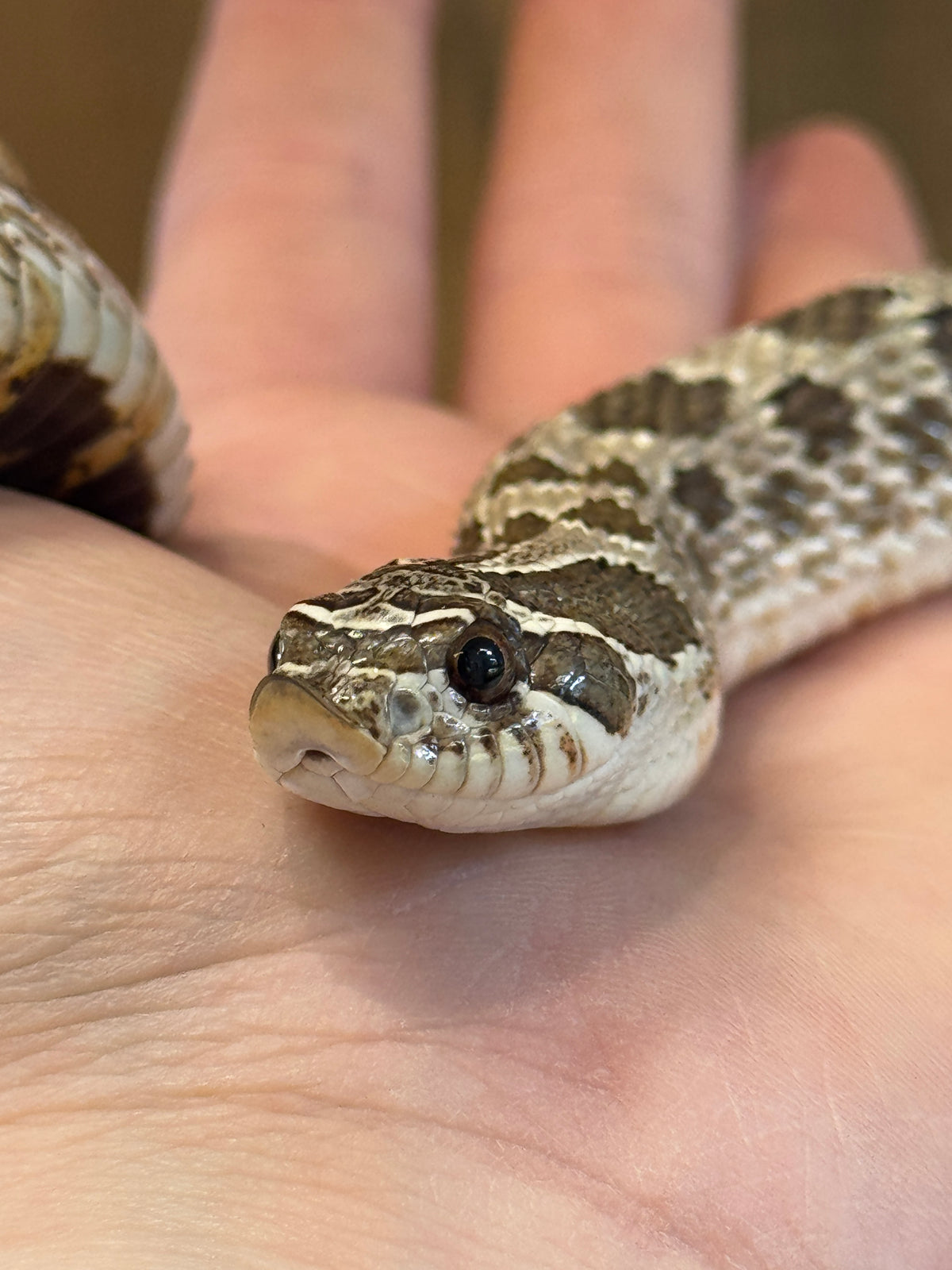 REHOMER Western Hognose - Male (Heterodon nasicus)