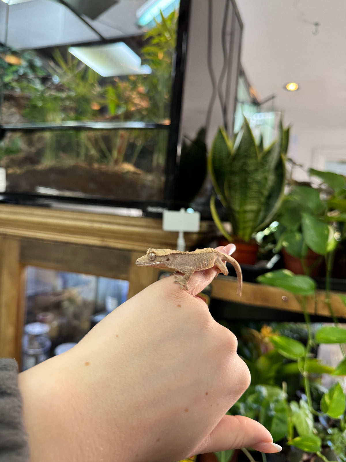 CB26 Crested Gecko (Brindle) - Correllophus cilliatus