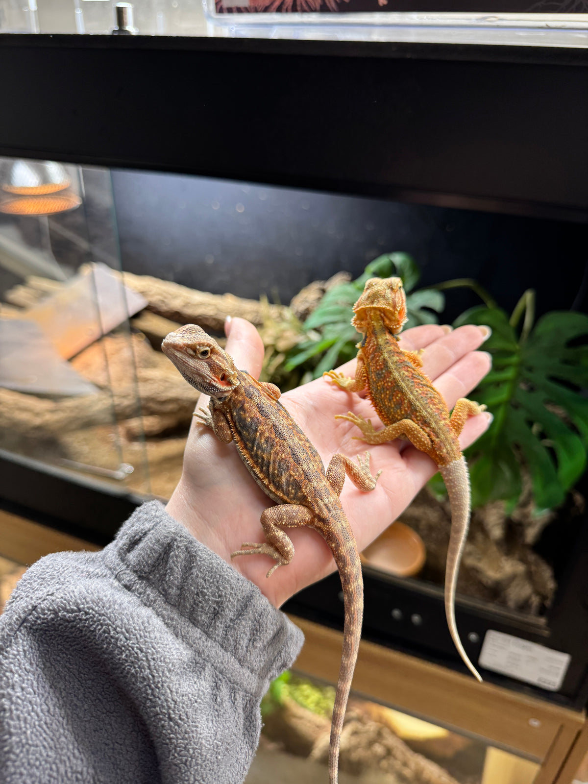 CB26 Bearded Dragon (Mixed Morphs) Pogona vitticeps