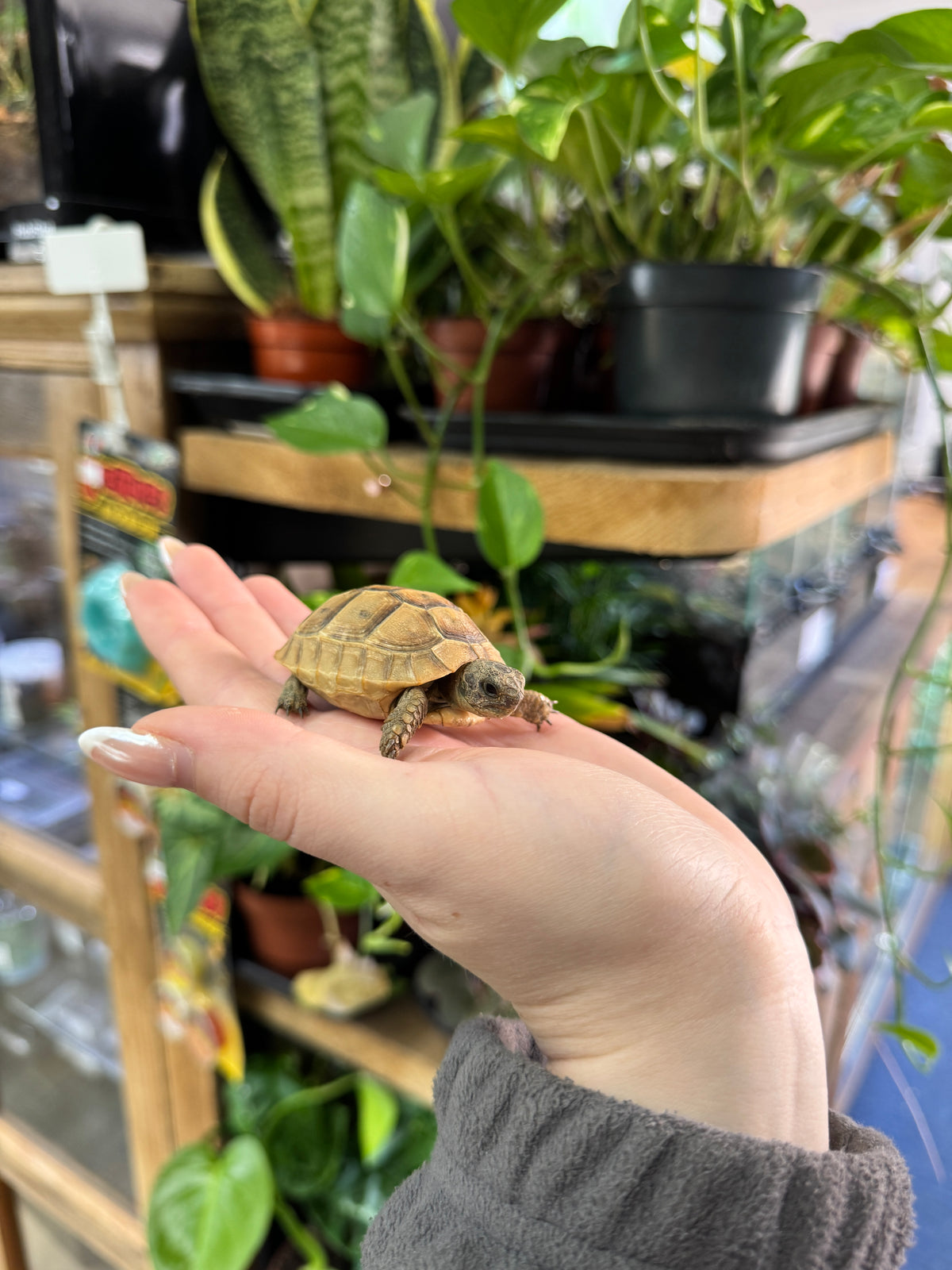 CB25 Spur Thigh Tortoise - Testudo gracea iberia