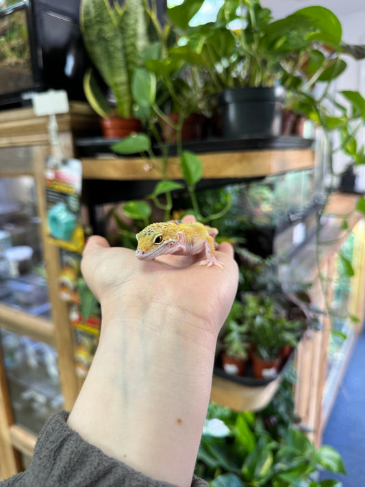 CB Leopard Gecko (Jungle Designer) - Eublepharis macularius