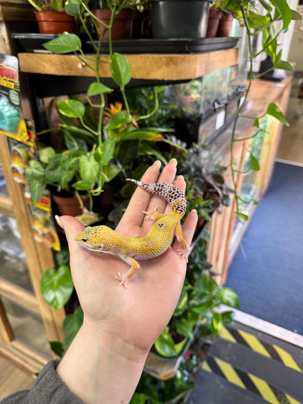 CB Leopard Gecko (Jungle Designer) - Eublepharis macularius