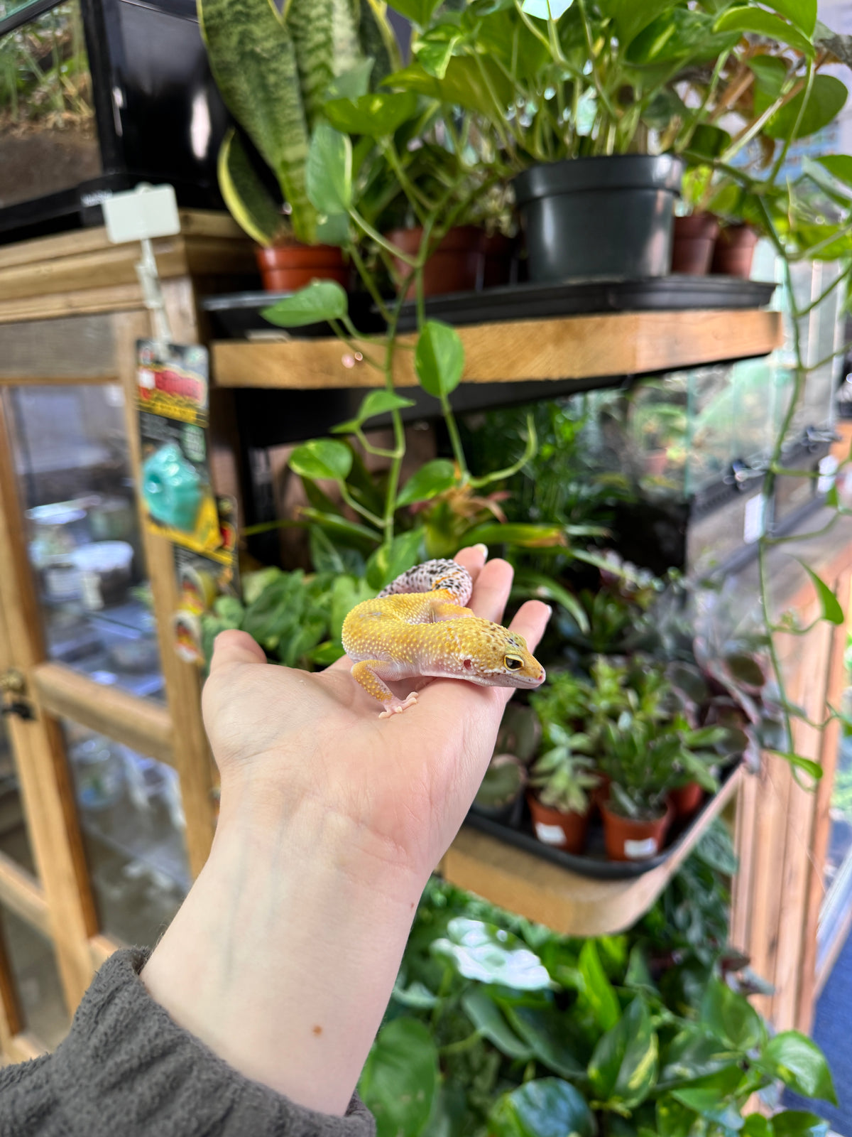 CB Leopard Gecko (Jungle Designer) - Eublepharis macularius
