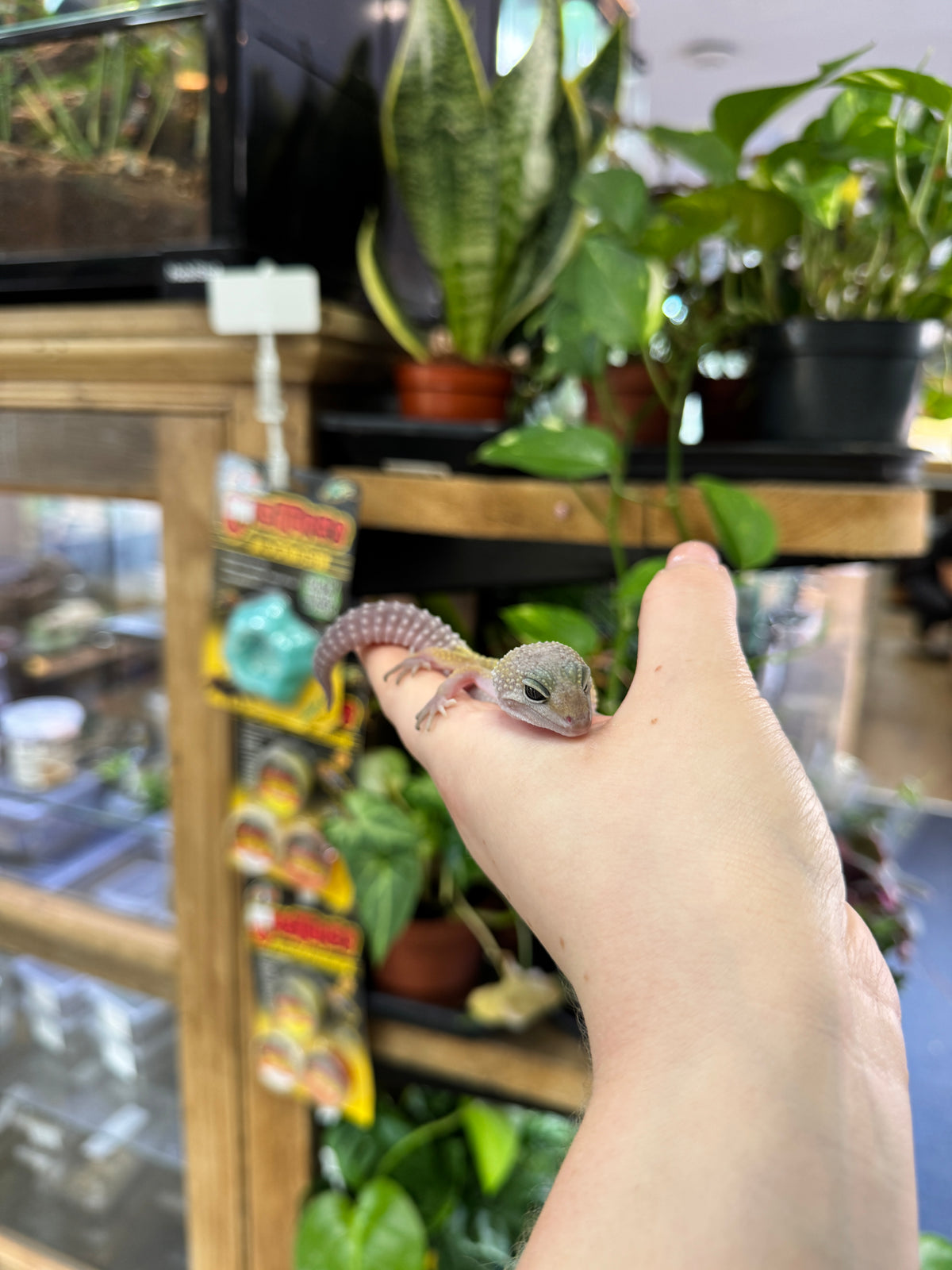 CB Leopard gecko (Leucistic) - Eublepharis macularius